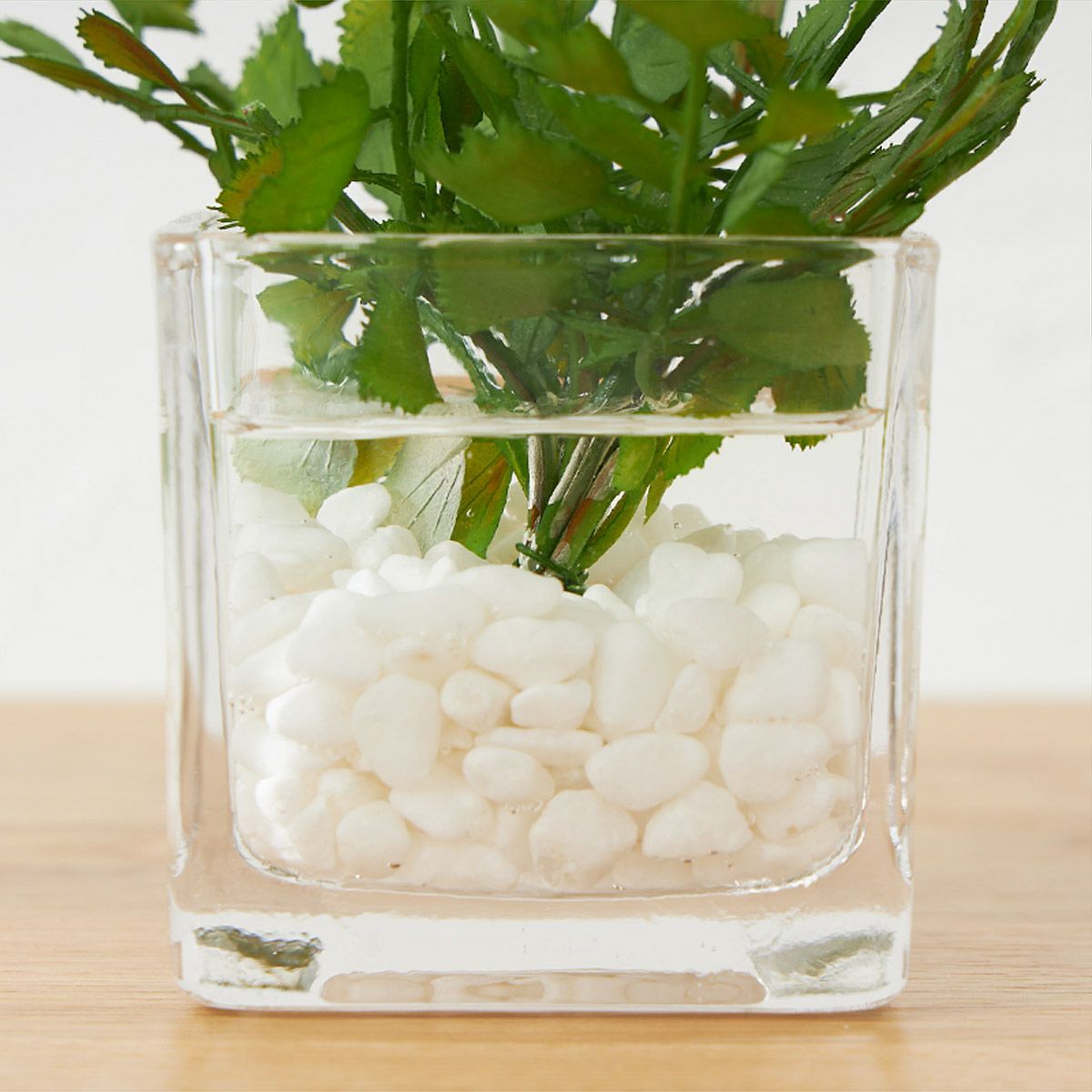 卓上グリーン３点セット プミラxシュガーバインxアジアンタム ウォーターキューブ03