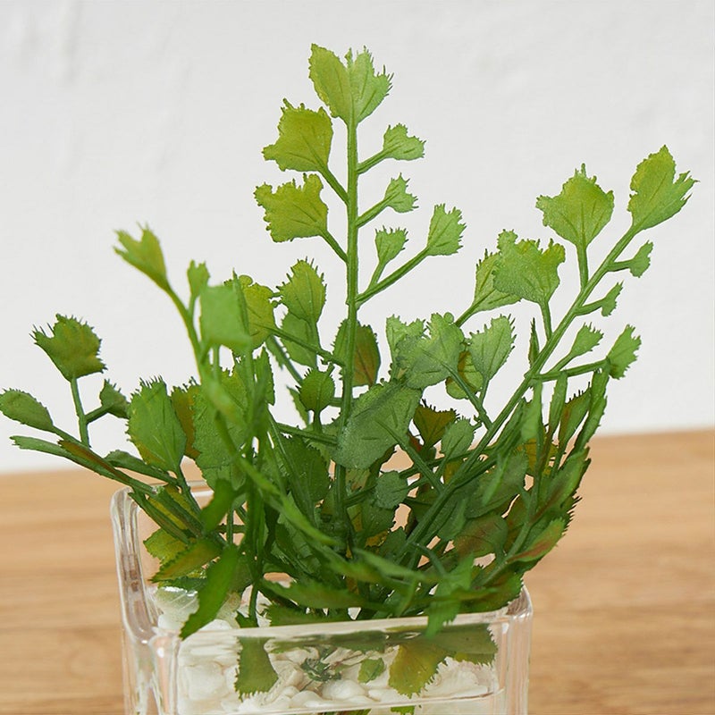 卓上グリーン３点セット プミラxシュガーバインxアジアンタム ウォーターキューブ10