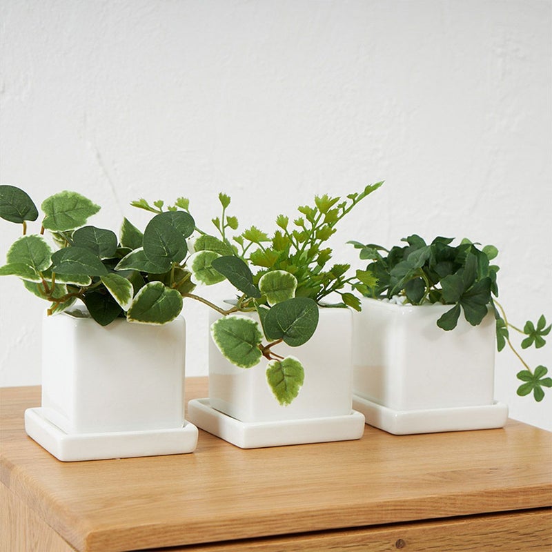 卓上グリーン３点セット プミラxシュガーバインxアジアンタム03