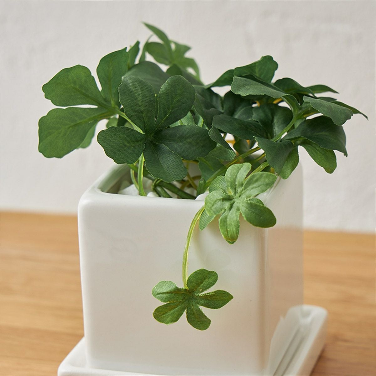 卓上グリーン３点セット プミラxシュガーバインxアジアンタム06