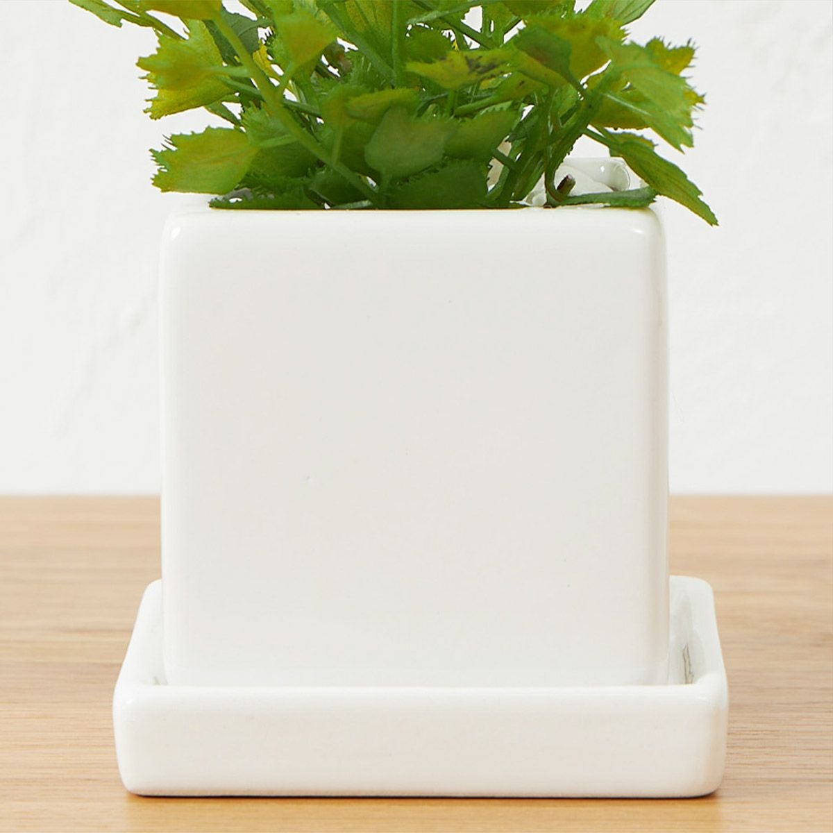 卓上グリーン３点セット プミラxシュガーバインxアジアンタム08