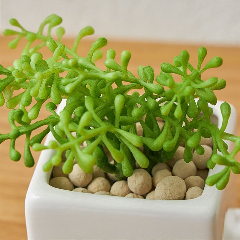 卓上グリーン３点セット ベビーセダムｘミリオンｘリキュウソウ07