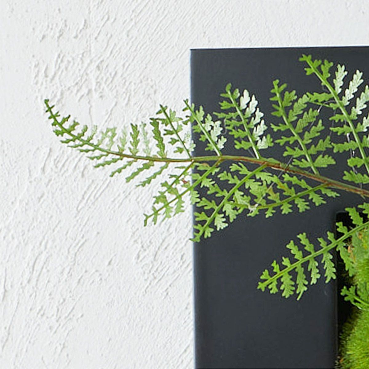 壁掛けグリーン マリモxシノブ 和モダン グリーン | オーダー