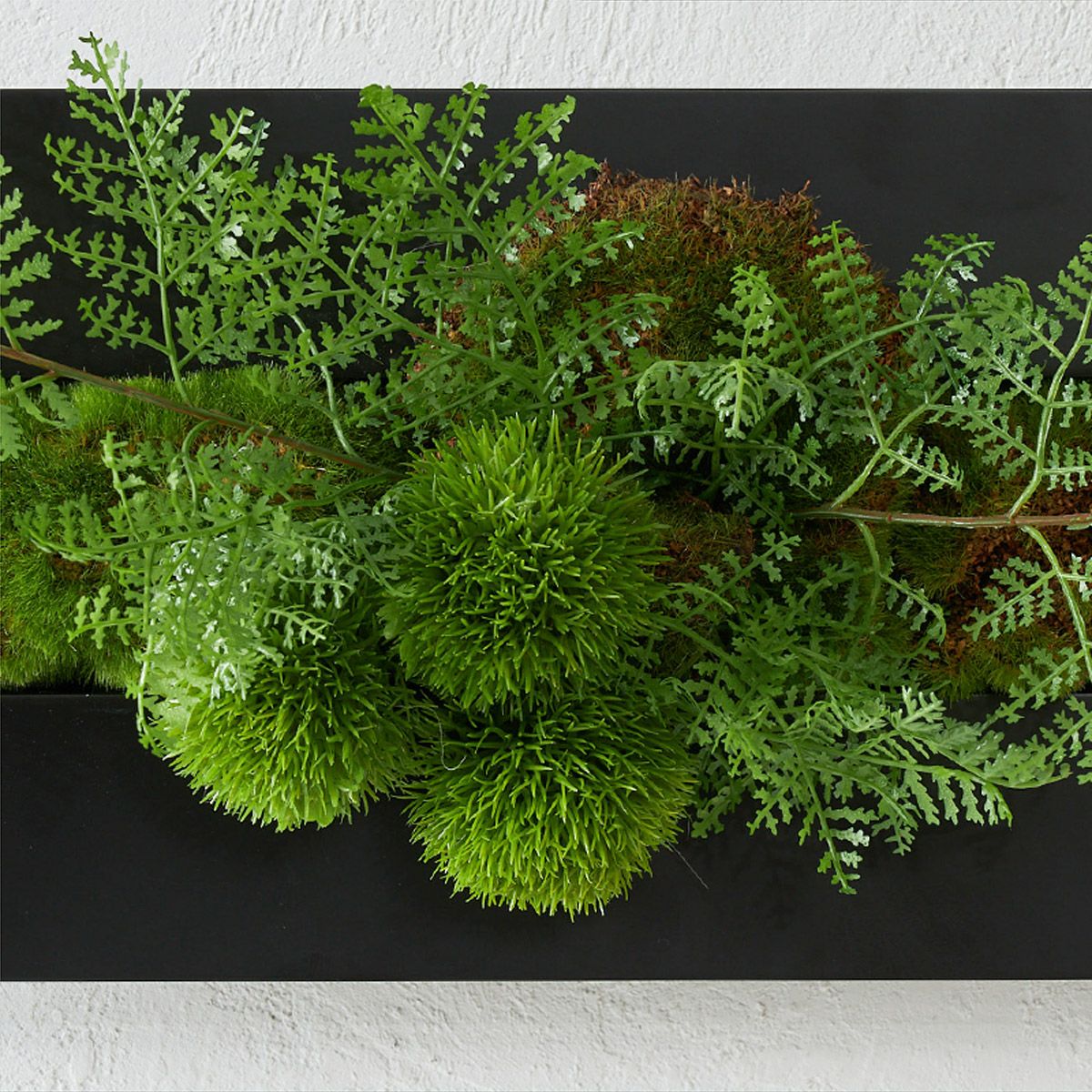 壁掛けグリーン マリモxシノブ 和モダン グリーン | オーダー