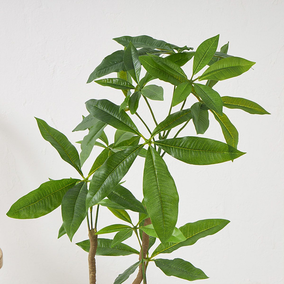 パキラ スリムプランター H113cm03