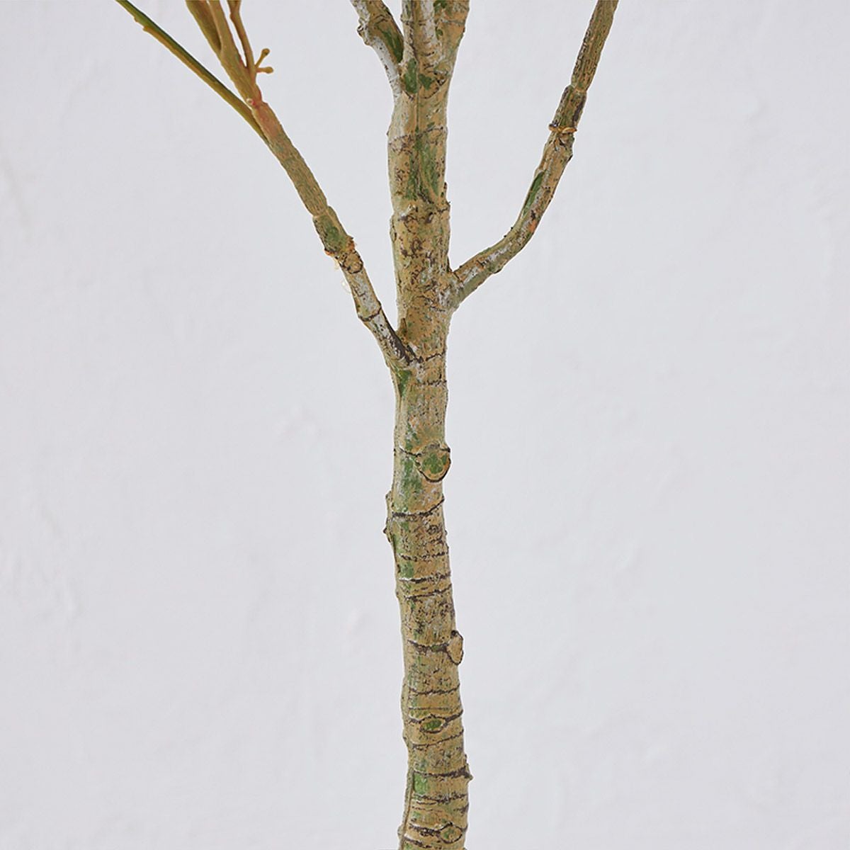 オリーブ　H120 05