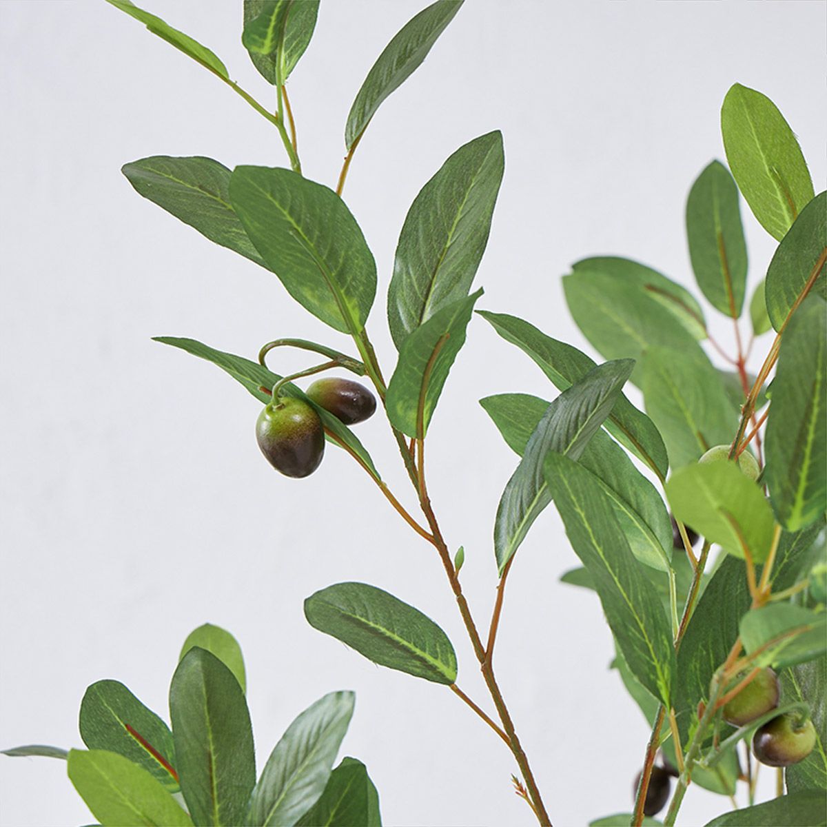 オリーブ　H120 06