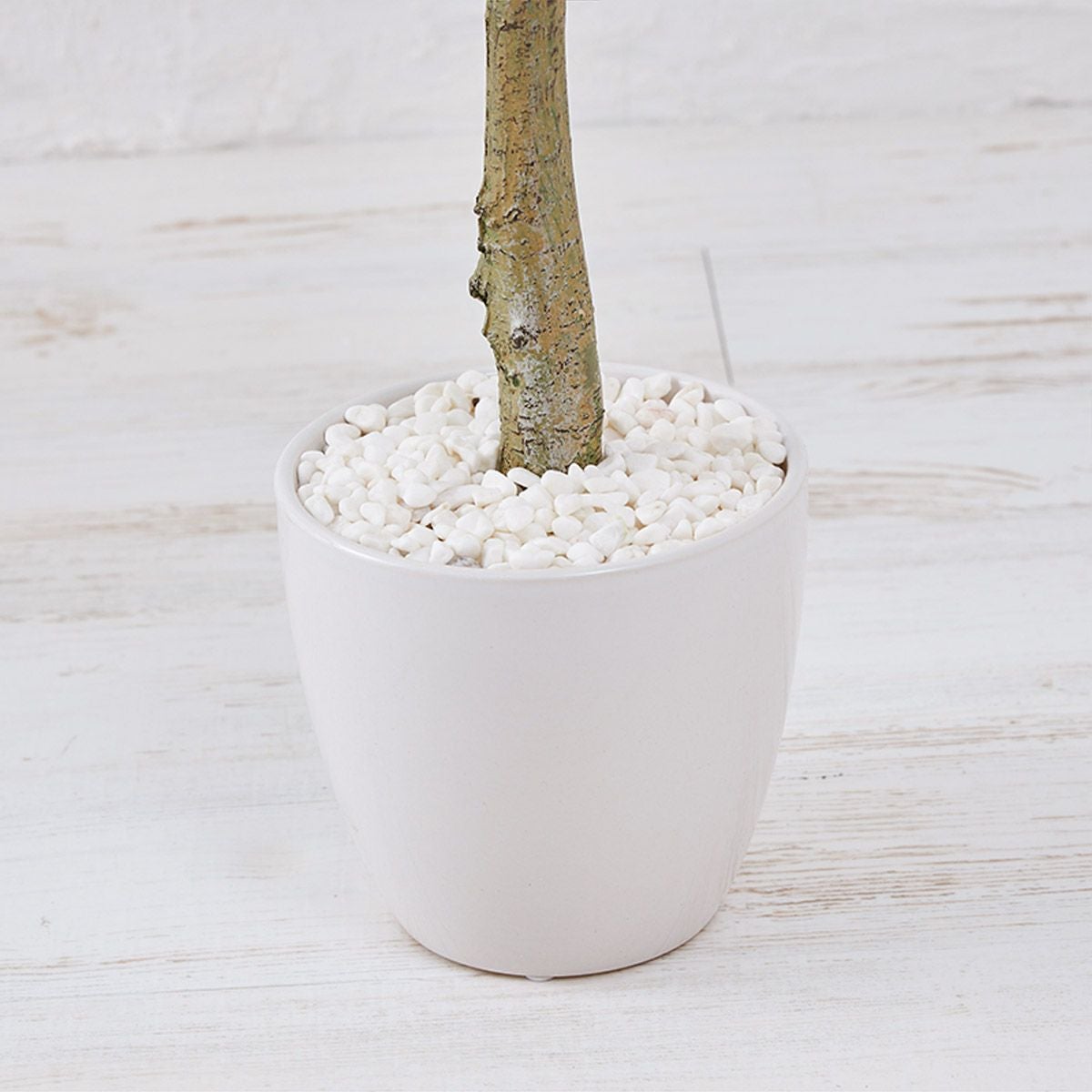 オリーブ　H120 08