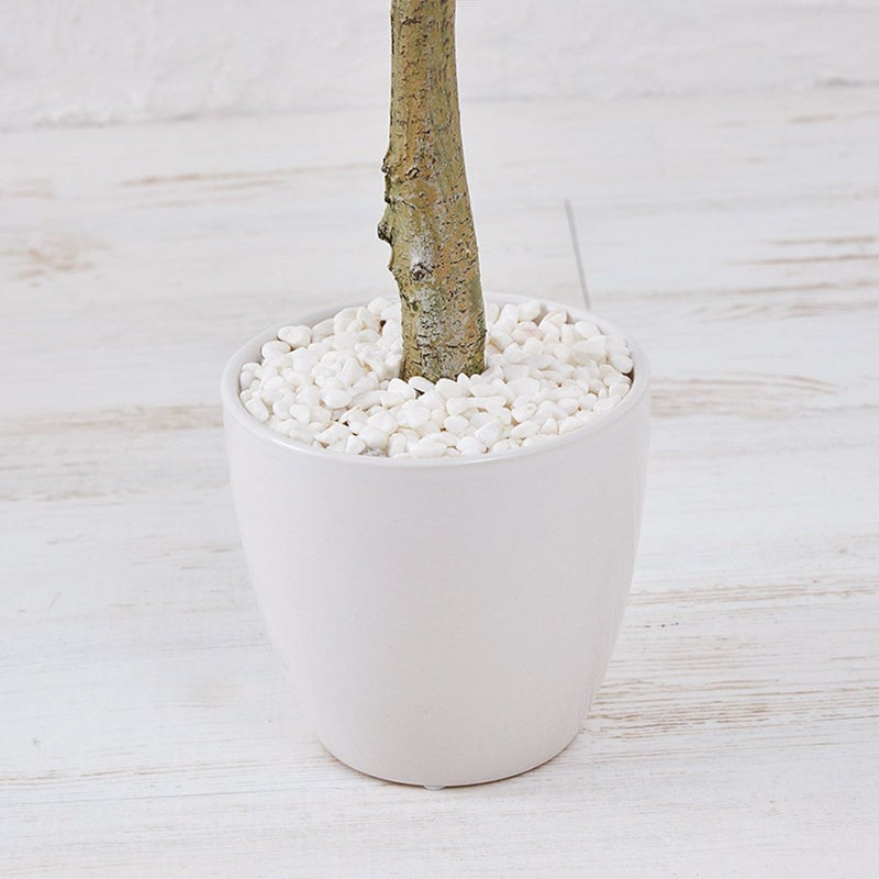 オリーブ　H120 08