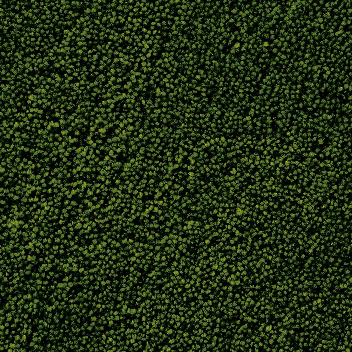 パスカル　ダークグリーン