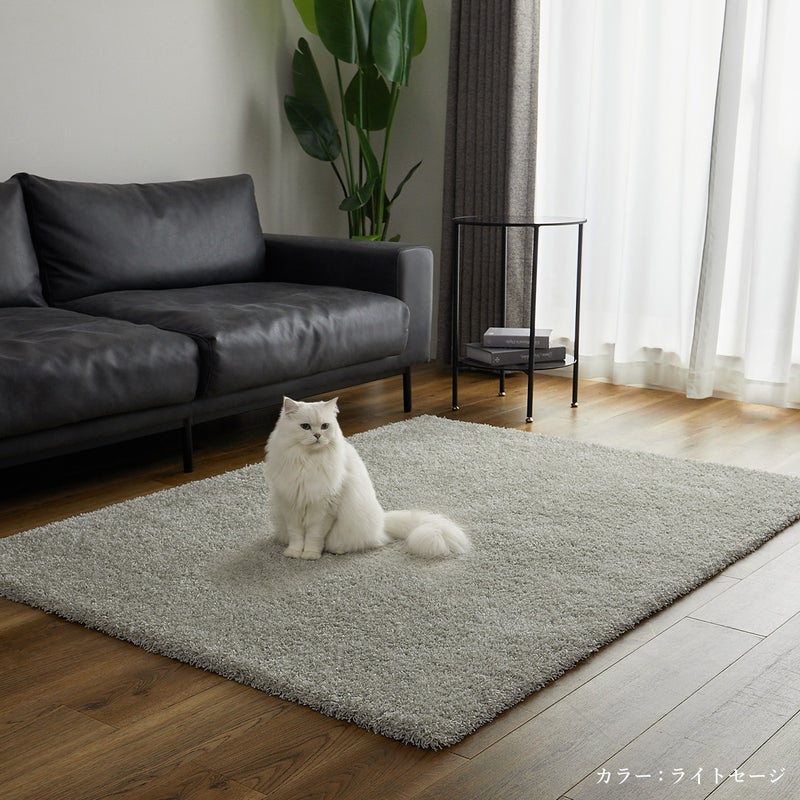 ラグの上に猫が座っているところ