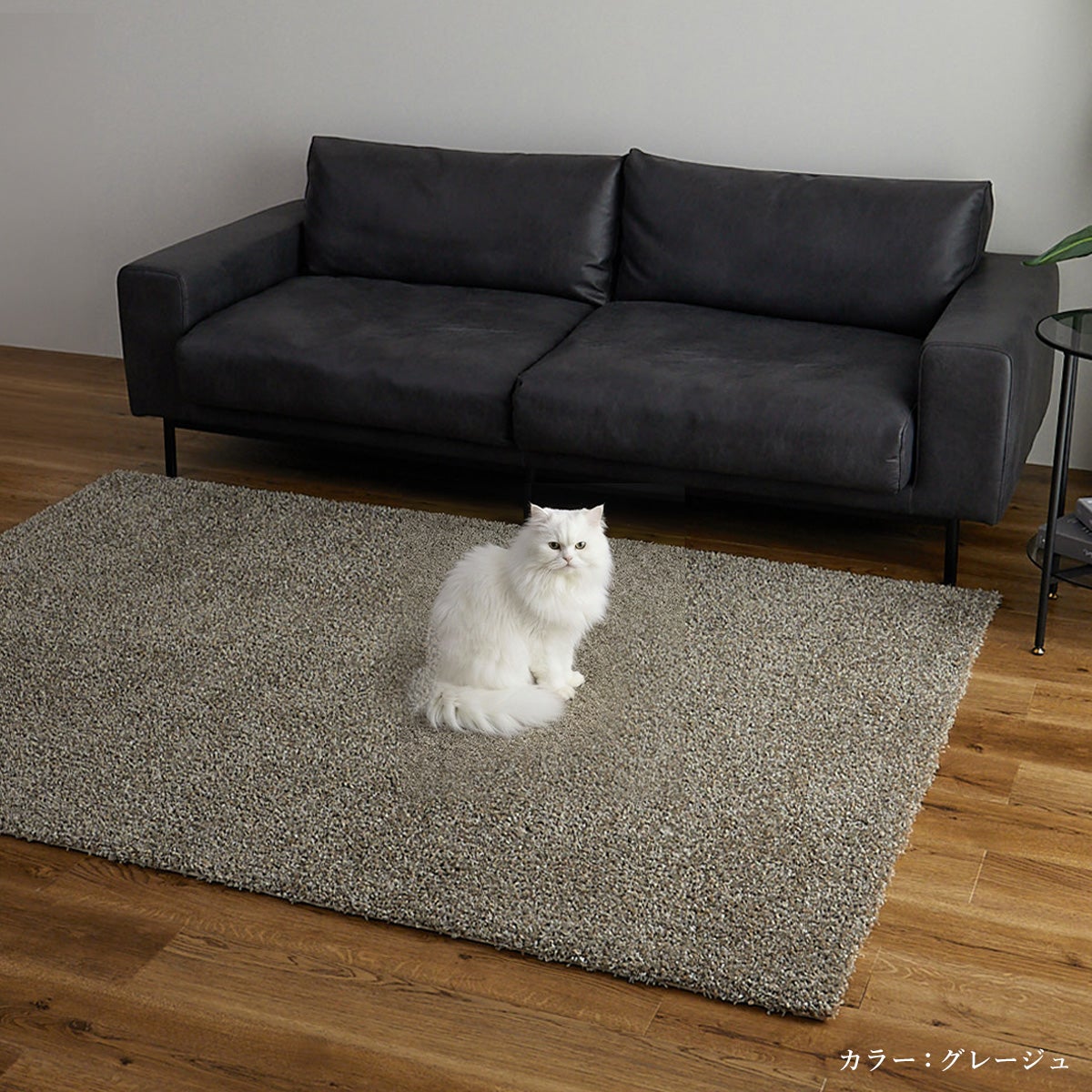 ラグの上に猫が座っているところ