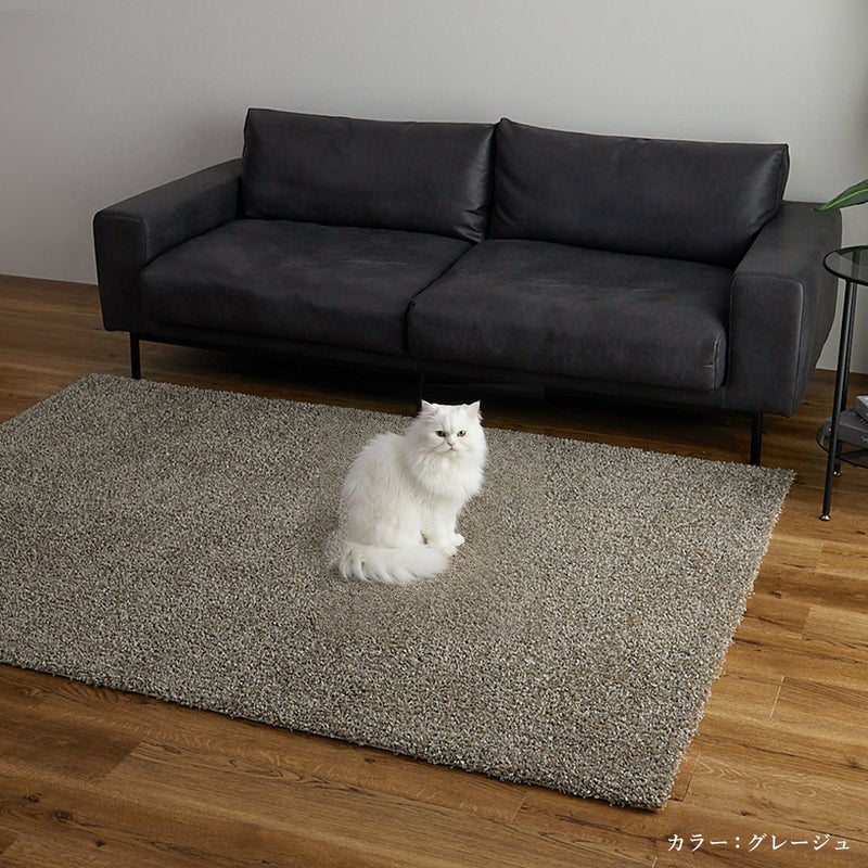 ラグの上に猫が座っているところ