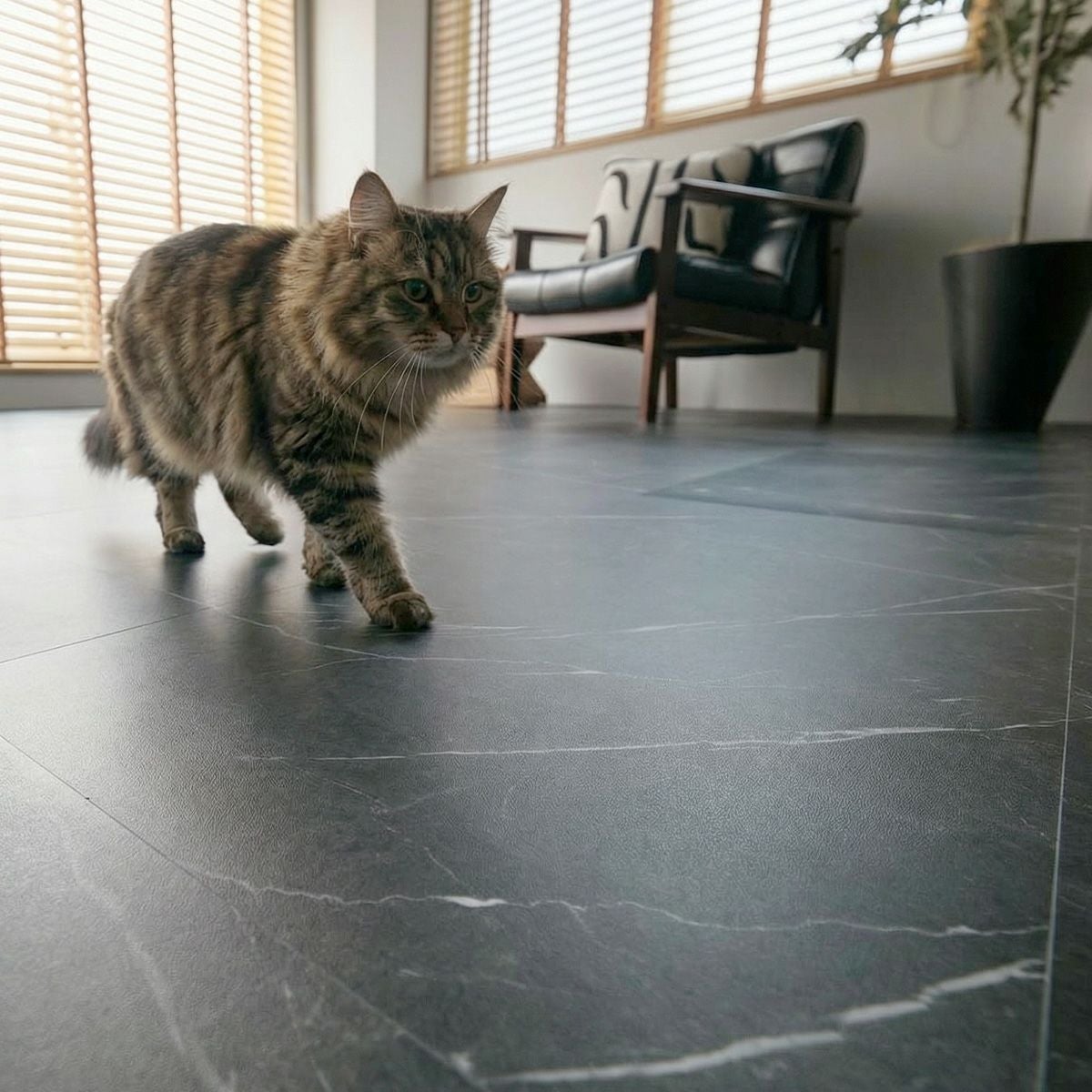 フロム ブラックマーブル 猫が遊ぶ様子