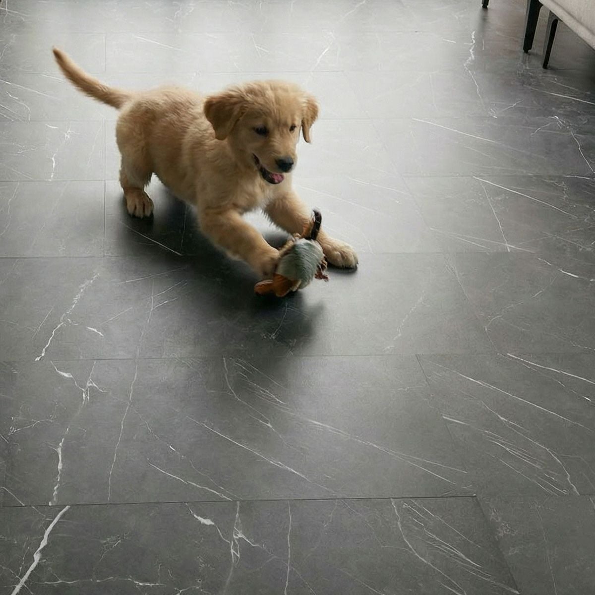 フロム ブラックマーブル 犬が遊ぶ様子