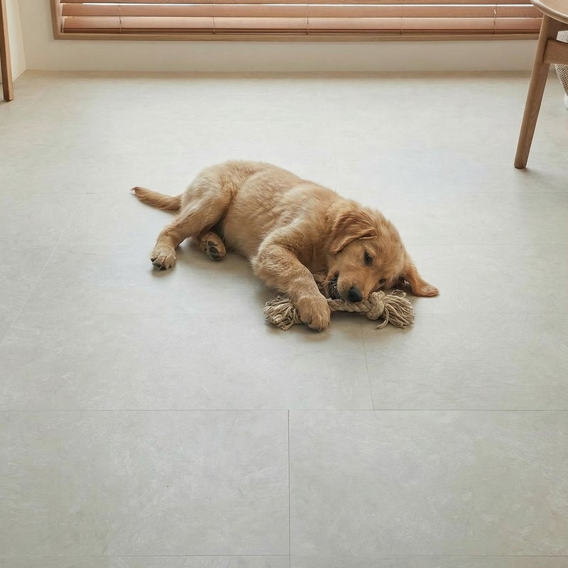 フロム グレイッシュベージュ 犬が遊ぶ様子