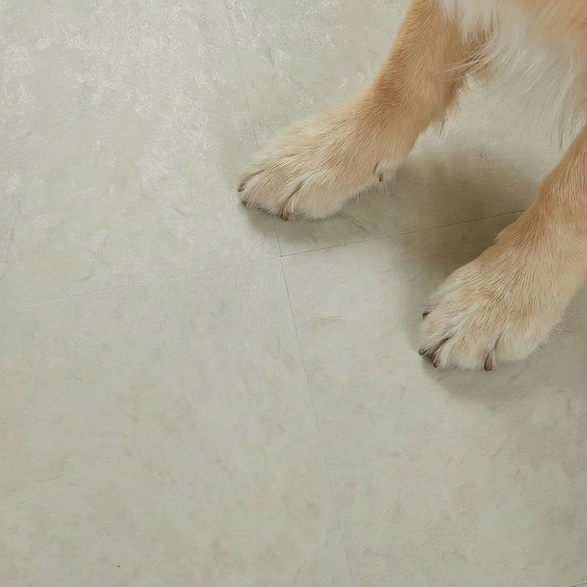 フロム グレイッシュベージュ ペットの足