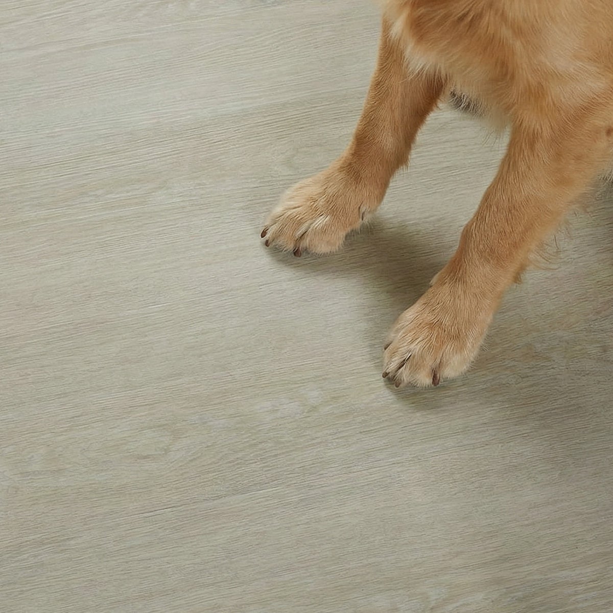 フロム ホワイトウッド ペットの足